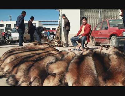 改革開放后，蠡縣皮毛皮革產業(yè)的輝煌與轉型
